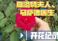 马萨德:马萨德医生的优缺特点