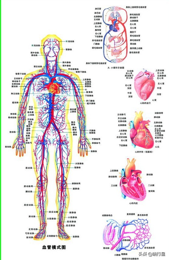 马拉松 猝死:马拉松猝死原因